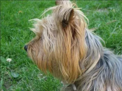 De quelle race est ce chien ?