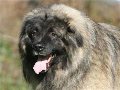 Quel est ce chien berger de race trs ancienne, apparent aux chiens de montagne ?