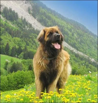 Quelle est la race de ce chien berger ?