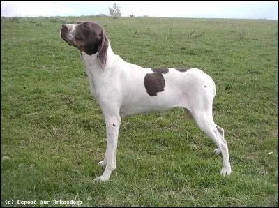 Quel est cet excellent chien de chasse ?