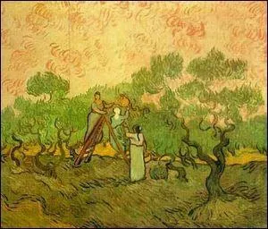 La cueillette des olives.