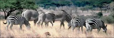 Quelle couleur n'apparat pas sur le drapeau du Zimbabwe ?