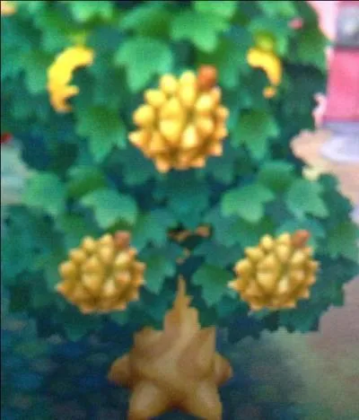 A combien se vendent les fruits exotiques ?