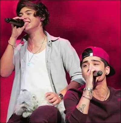  qui Zayn croque-t-il le slip en bonbons ?