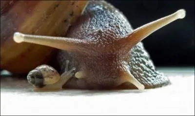 Maman escargot a une particularit, elle peut allaiter plusieurs petits  la fois !