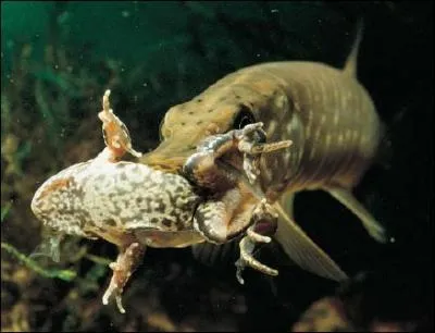 Si vous tes pcheur, vous pouvez aller pcher le brochet dans la mer Baltique !