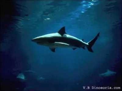 Vous pouvez vous faire attaquer par un requin, en rivire,  plus de 3500 kilomtres de la mer !