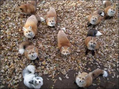 Un renard peut attaquer un bb en pleine ville !