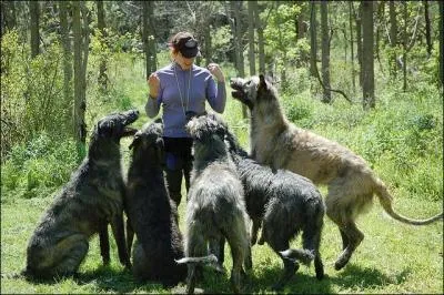 Ces chiens sont des wolfhounds ou lvriers irlandais !