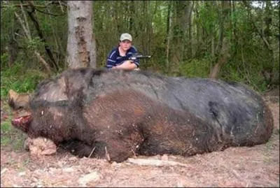 Un cochon sauvage peut peser plus de 400 kilogrammes, ou alors cette photo est truque !