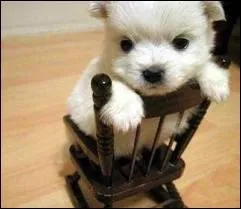 Vous pouvez observer...