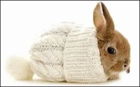 Qu'y a-t-il sur cette photographie ?