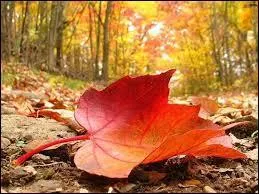 Compltez cette chanson d'Hugues Aufray :  Quand revient le vent de l'automne je pense  tout ce temps perdu ...  