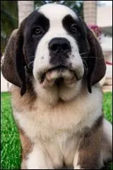  quelle(s) saison(s) des Anges a-t-il particip ?