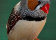 Quiz Oiseaux exotiques 1 'Le mandarin'