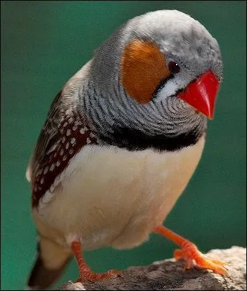 A ton avis, j'ai un mandarin chez moi ?