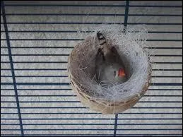 La femelle pond combien d'ufs ?