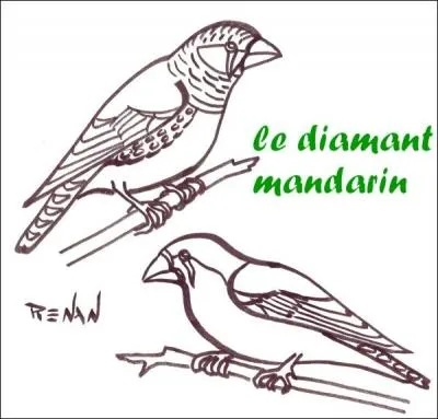 Le mandarin a-t-il des joues rouges ?