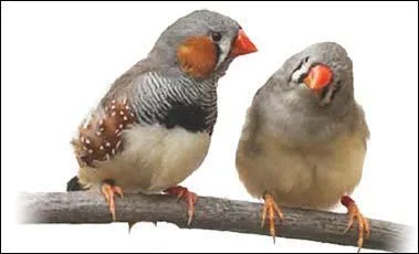 Le mandarin mle se reproduit  quel ge ?