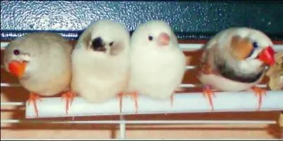 A ton avis, les mandarins ont-ils d'autres couleurs ?