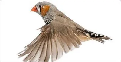 Pour vivre, les mandarins ont besoin de chaleur. De quoi d'autre ?