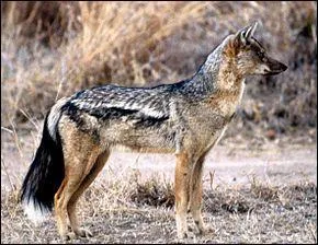 Quel est cet animal ?