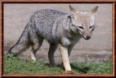 Quel est cet animal ?