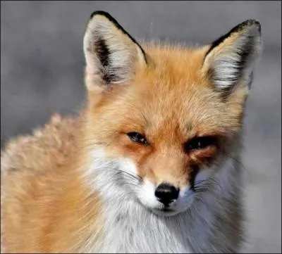 Quel est cet animal ?