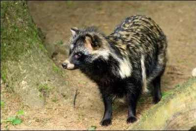 Quel est cet animal ?