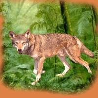 Quiz Renards