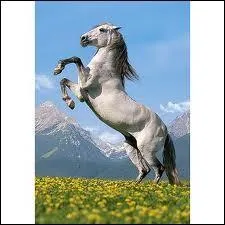 Ce cheval est :