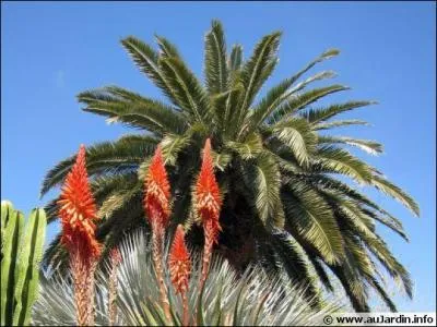 Comment s'appelle cet arbre fruitier aux fruits collants et trs nutritifs ?