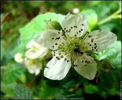 Comment s'appelle cet arbuste fruitier aux fruits noirs quand ils sont mrs, produisant une magnifique confiture et faisant en revanche des taches tenaces, pour le moins, sur les vtements ?