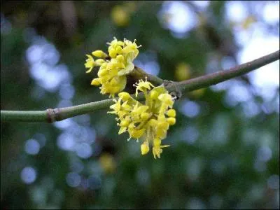 Quel est cet arbre  bois trs flexible, dont on faisait autrefois les arcs ?