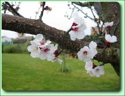 Comment s'appelle cet arbre fruitier aux fruits ensoleills, et  noyaux ?