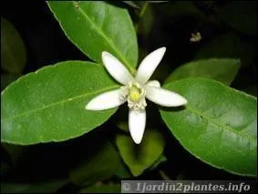 Quel est le nom de cet arbre fruitier dont la produit est bourr d'une dose exceptionnelle de qualits, en plus d'une odeur merveilleuse ?