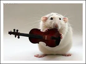 Cet animal est un musicien haut de gamme ! Il s'agit d'un grand violoniste :