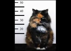 Au voleur ! Quand on fait un petit dlit, cela veut dire qu'on peut en faire un plus gros. Quelle expression convient-elle le mieux  la phrase prcdente ?