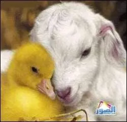 Ah, l'amour entre sa chvre et son fils ! C'est un poussin qui est vendu pour une production de poules pondeuses ou de viande :