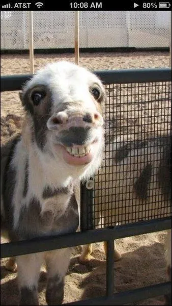 Quelle est la taille d'une chvre ?