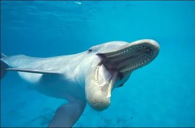 Remplacez le dauphin par un requin,  quel film pensez-vous ?