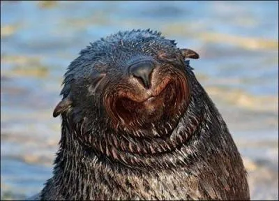 Quelle est l'origine du mot  otarie  ?