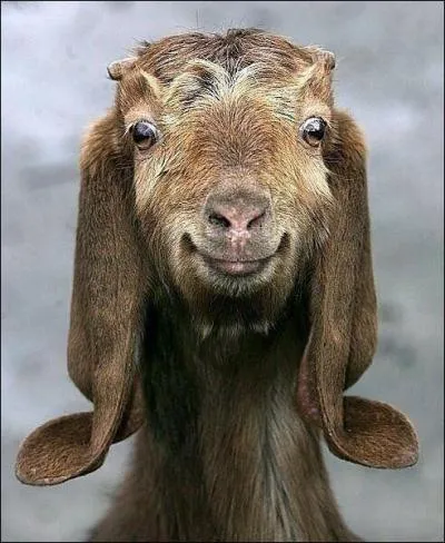 Revenons aux chvres, quelle est son esprance de vie ?