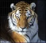 Le tigre marque son ... en griffant les arbres et avec des jets d'urine.