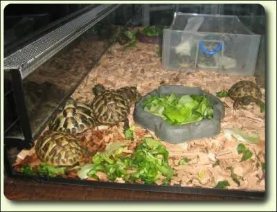 Les jeunes tortues sont fragiles, il est pr�f�rable de les �lever dans un ... .