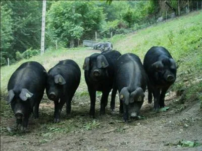 Le  Porc Noir  de Bigorre offre une viande savoureuse d'un go�t unique. C'est un produit de ... .