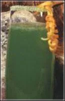 Quel est ce cocktail ?