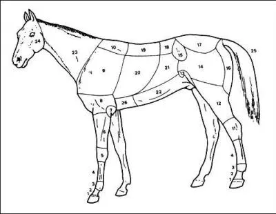 Nomme les parties 23, 10 et 17 (ordre : 23, 10, 17)