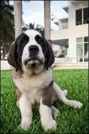 Les anges ont-ils ramen� un chien ?