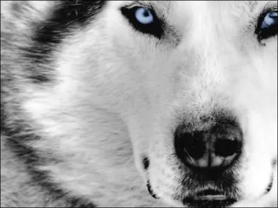 Pourquoi les loups voient-ils bien dans l'obscurit ?